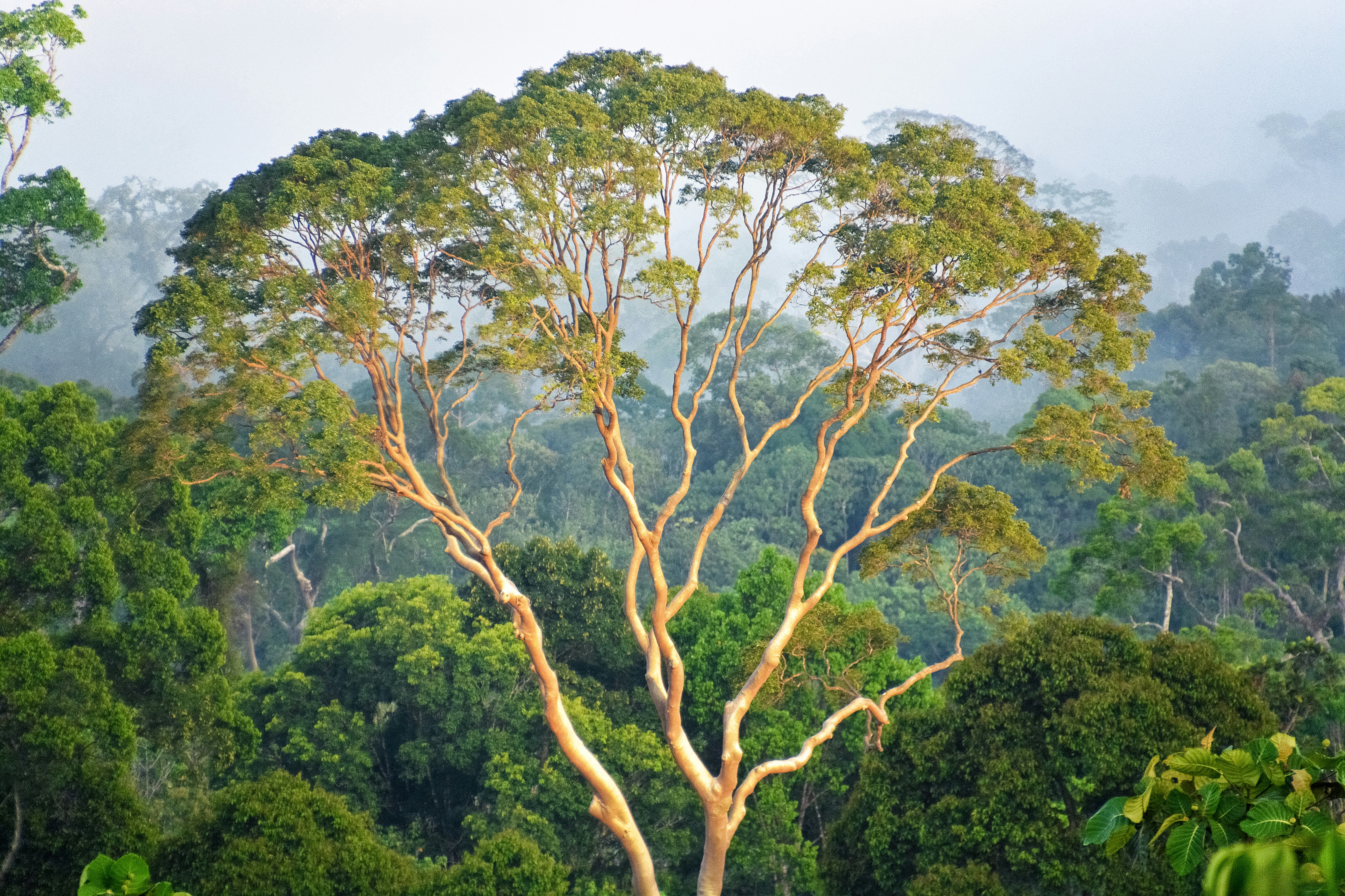 green trees under white sky during daytime